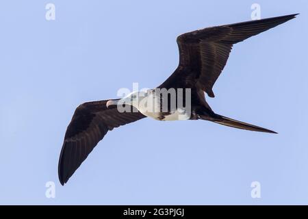 magnificent frigatebird, Fregata magnificens, single bird in flight, Georgetown, Barbados Stock Photo