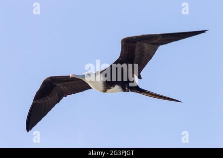 magnificent frigatebird, Fregata magnificens, single bird in flight, Georgetown, Barbados Stock Photo