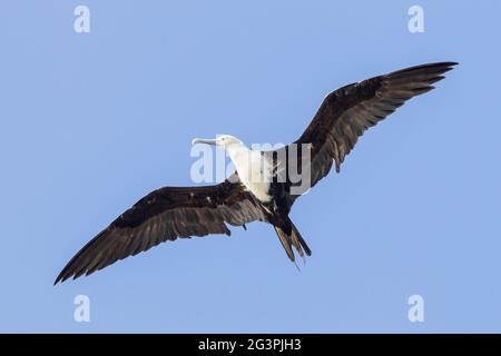 magnificent frigatebird, Fregata magnificens, single bird in flight, Georgetown, Barbados Stock Photo