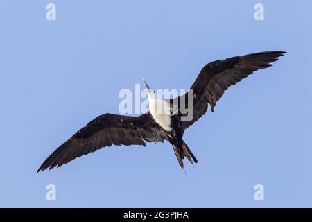 magnificent frigatebird, Fregata magnificens, single bird in flight, Georgetown, Barbados Stock Photo