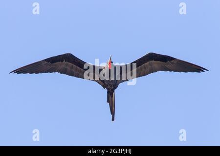 magnificent frigatebird, Fregata magnificens, single bird in flight, Georgetown, Barbados Stock Photo