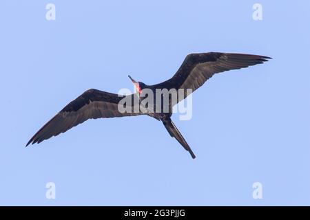 magnificent frigatebird, Fregata magnificens, single bird in flight, Georgetown, Barbados Stock Photo