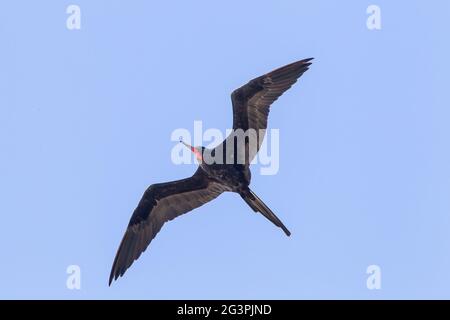 magnificent frigatebird, Fregata magnificens, single bird in flight, Georgetown, Barbados Stock Photo