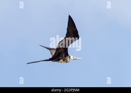 magnificent frigatebird, Fregata magnificens, single bird in flight, Georgetown, Barbados Stock Photo