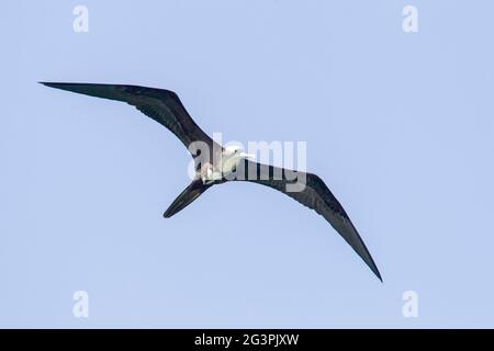 magnificent frigatebird, Fregata magnificens, single bird in flight, Trinidad and Tobago Stock Photo
