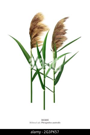 Phragmites australis, known as common reed, is a broadly distributed wetland grass growing nearly 20 ft (6 m) tall Stock Photo