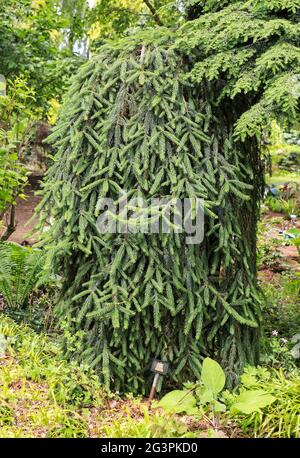 Picea abies inversa, or Norway spruce tree, England, UK Stock Photo