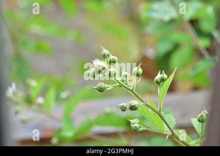 Ants and aphids on blackberry flowers and buds. Summer. Stock Photo