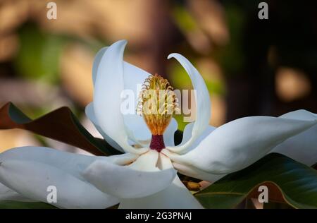 white magnolia tree flower closeup isolated against a blurred gold, green, and brown background Stock Photo