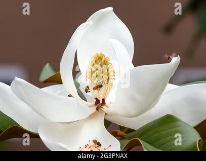 white magnolia tree blossom closeup with bees springtime pollination Stock Photo