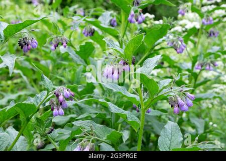 Purple comfrey in flower along the banks of the River Lea Lee in the Walthamstow Wetlands in spring London N17 England UK KATHY DEWITT Stock Photo