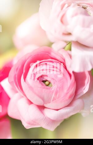Ranunculus flowers close up Stock Photo