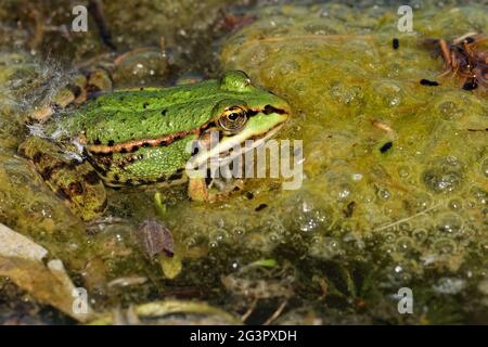 Small water frog in pond Stock Photo