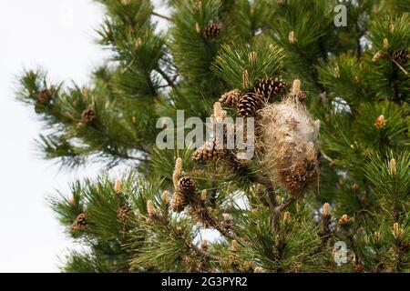 Moth Cocoon in Pine Tree Stock Photo Alamy