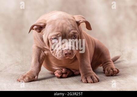 A sad brown American bully puppy sits on its side. Close-up, light beige background Stock Photo