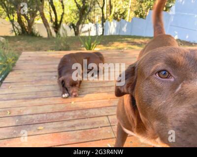 Two Chocolate Labrador Retriever on a wooden floor Stock Photo