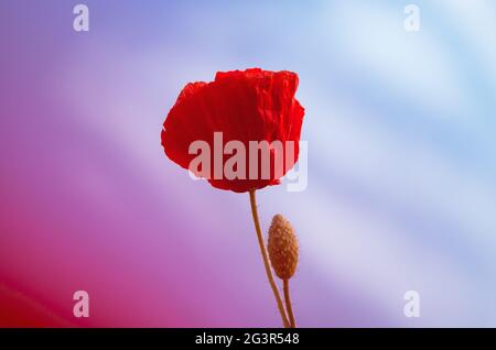 Isolated red poppy flower on a blue sky background with a red-magenta gradient Stock Photo