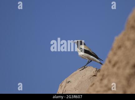 Guelmim, Desert-Wheatear, Morocco Stock Photo