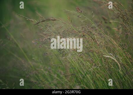 Beautiful wallpaper of Red fescue (Festuca rubra) Stock Photo