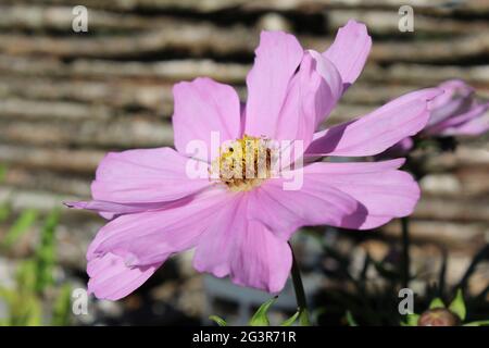 Beautiful pale pink Cosmos flower, close up, outdoors in a rustic garden setting. Stock Photo