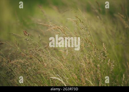 Beautiful closeup of Red fescue (Festuca rubra) Stock Photo