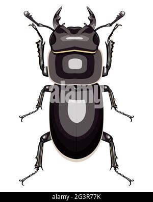 isolated decorative image of stag beetle (female) on white background Stock Vector