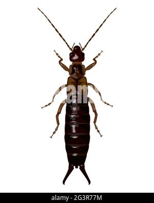 isolated image of earwig beetle on white background Stock Vector