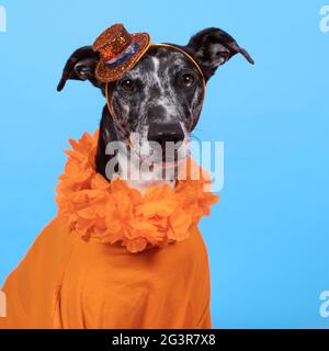 Dog wearing a football jersey Stock Photo - Alamy