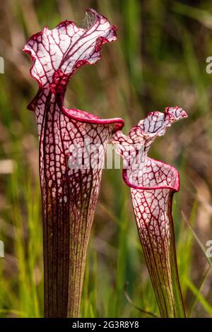 Carnivorous pitcher plants grow in the Weeks Bay Pitcher Plant Bog in Alabama on June 16, 2021.
