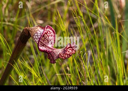 A carnivorous pitcher plant grows in the Weeks Bay Pitcher Plant Bog in Alabama on June 16, 2021.