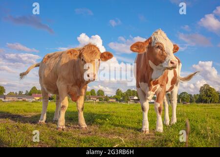 Happy young cows in free nature, pasture, cattle, green meadow, cattle breeding, organic,biological Stock Photo