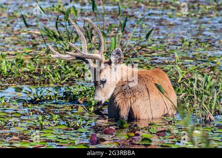 Marsh deer (Blastocerus dichotomus) in Esteros del Ibera, Argentina Stock Photo