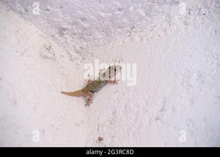 Taranto, Tarentola mauritanica motionless on top of a white wall Stock Photo