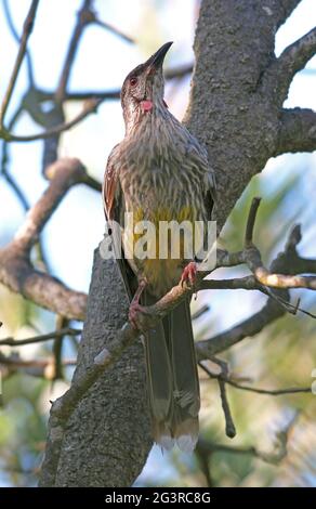 Red Wattlebird (Anthochaera carunculata carunculata) adult perched in a tree  New South Wales, Australia      January Stock Photo