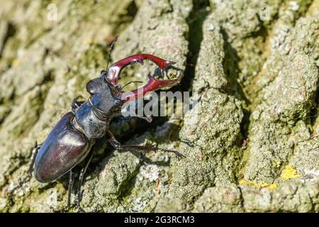 Kite stag beetle on the trunk of an oak tree in spring. France, Europe. Stock Photo