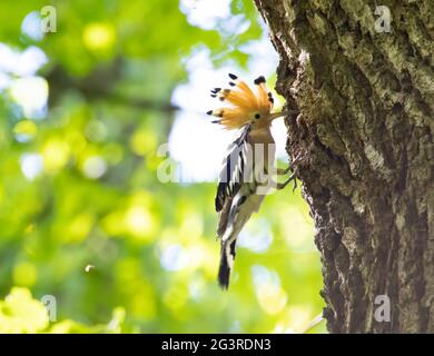 Beautiful Hoopoe carries food to the female nest, the best photo. Stock Photo