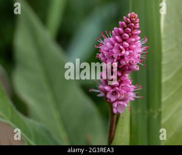 Pink smartweed wildflower growing in the ditch along the road in summer. Stock Photo