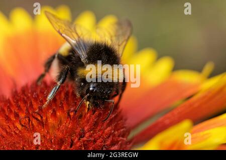 Garden bumblebee on a cockade flower Stock Photo