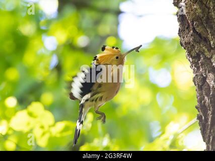 Beautiful Hoopoe carries food to the female nest, the best photo. Stock Photo