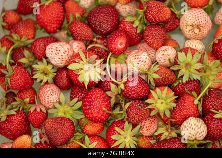 Bio organic Strawberries. Strawberry harvest Stock Photo