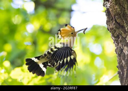 Beautiful Hoopoe carries food to the female nest, the best photo. Stock Photo