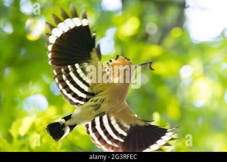 Beautiful Hoopoe carries food to the female nest, the best photo. Stock Photo