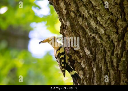 Beautiful Hoopoe carries food to the female nest, the best photo. Stock Photo