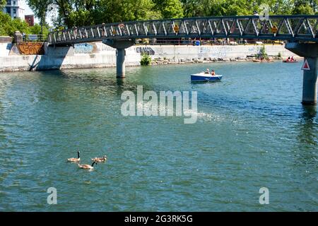 A family of Canada geese swim in the Lachine Canal under the Atwater Market footbridge overhead and boats passing Stock Photo