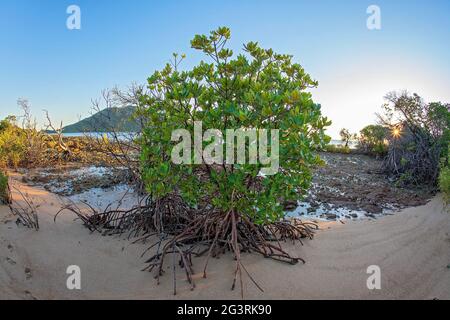 A saltwater mangrove tree on a rocky beach at low tide during sunrise hour with the colors enhanced by the warm glow, fish eye lens Stock Photo