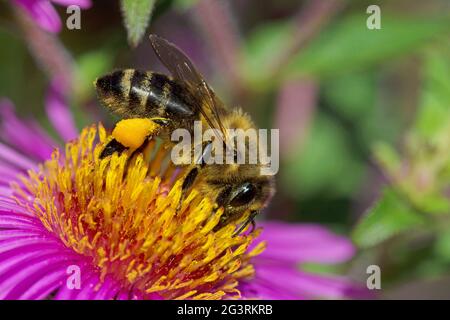 Bee collecting nectar on flower Stock Photo