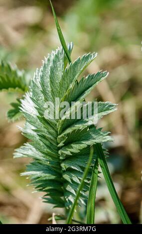 Wild silverweed (Potentilla anserina) growing on Salisbury Plain chalkland meadows Stock Photo