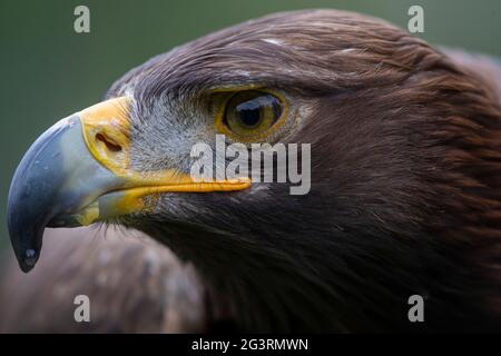 MEXICO CITY, MEXICO - JUNE 17: The Royal Eagle (National symbol ) during a  training prior to a