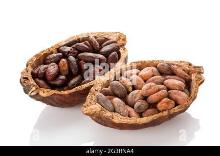 Cocoa beans in a pod isolated on white background. Stock Photo