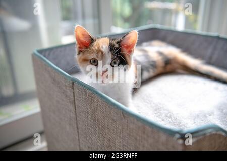 Calico kitten relaxing in the sun on a grey cube Stock Photo